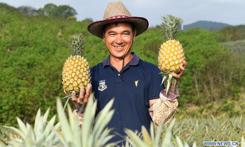 An employee displays harvested pineapples at Fengyuan Village in Longgun Township of Wanning City, south China's Hainan Province, March 10, 2021.Photo:Xinhua