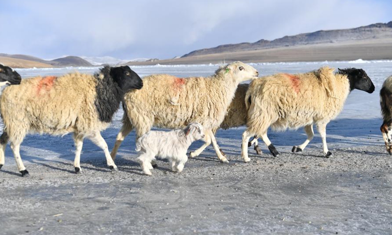 A herd of sheep walk on the frozen Puma Yumco Lake during their annual migration in southwest China's Tibet Autonomous Region, March 6, 2021.Photo:Xinhua