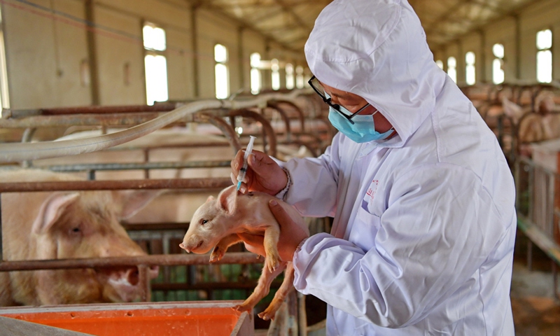 An owner of a hog farm in Qiongjie county, Shannan, Tibet autonomous region, vaccinates a piglet on April 21, 2020. Photo: Xinhua