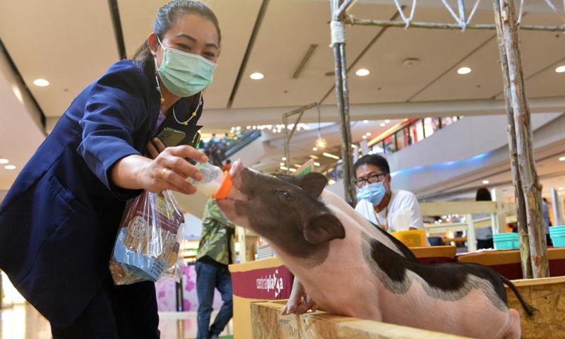A customer feeds a pig at a shopping mall in Bangkok, Thailand, March 9, 2021. An Australian Animal Festival was held at central plaza in Bangkok on Monday and will last till March 14.(Photo: Xinhua)