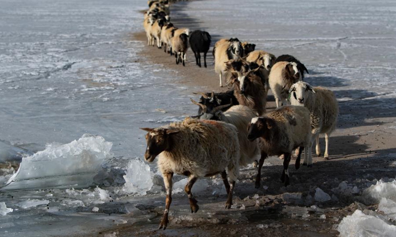 Photo taken on March 6, 2021 shows a herd of sheep walking along a safe path on the frozen Puma Yumco Lake during their annual migration in southwest China's Tibet Autonomous Region.Photo:Xinhua