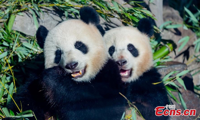 Twin panda cubs Meng Xiang (long-awaited dream) and Meng Yuan (dream come true) munch on bamboo at the Berlin Zoo, March 10, 2021. The twins were born on Aug 31, 2019 to giant panda Meng Meng, who has lived in Berlin Zoo since summer 2017.Photo:China News Service