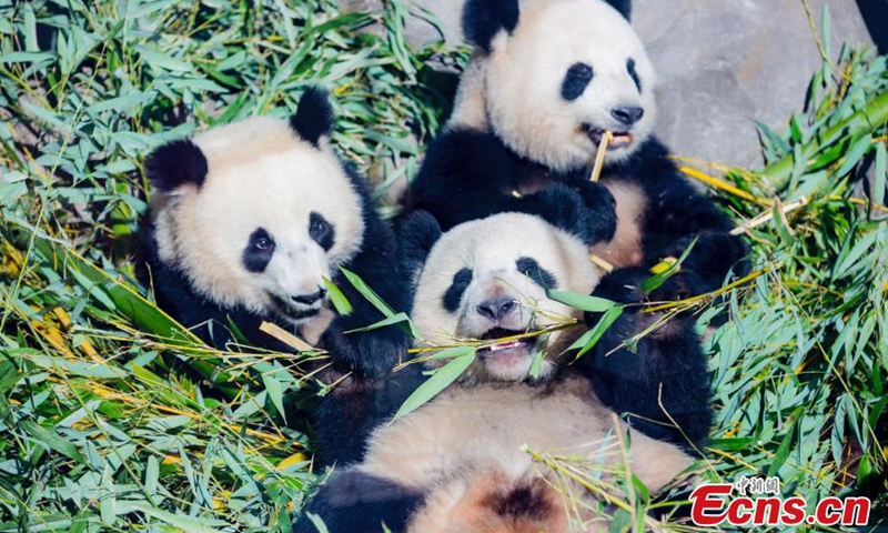 Twin panda cubs Meng Xiang (long-awaited dream) and Meng Yuan (dream come true) munch on bamboo at the Berlin Zoo, March 10, 2021. The twins were born on Aug 31, 2019 to giant panda Meng Meng, who has lived in Berlin Zoo since summer 2017.Photo:China News Service