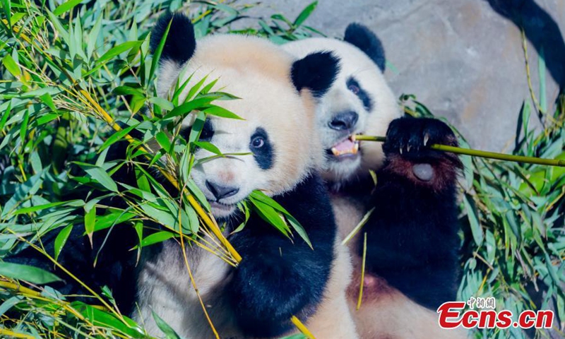Twin Panda Cubs Munch On Bamboo At Berlin Zoo Global Times