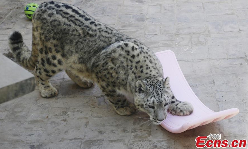 A snow leopard plays on the new seesaw at the Qinghai-Tibet Plateau Wild Zoo in Xining, northwest China's Qinghai Province, March 11, 2021. Staffs in the Qinghai-Tibet Plateau Wild Zoo provided new toy balls and seesaws for snow leopards and manuls on Thursday.  Photo:China News Service