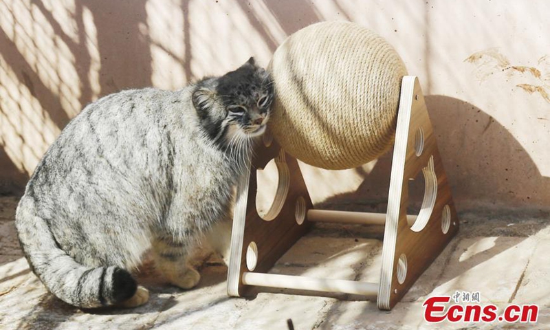 A manul plays with a new toy in the warm spring sunshine at the Qinghai-Tibet Plateau Wild Zoo in Xining, northwest China's Qinghai Province, March 11, 2021. Staffs in the Qinghai-Tibet Plateau Wild Zoo provided new toy balls and seesaws for snow leopards and manuls on Thursday. Photo:China News Service