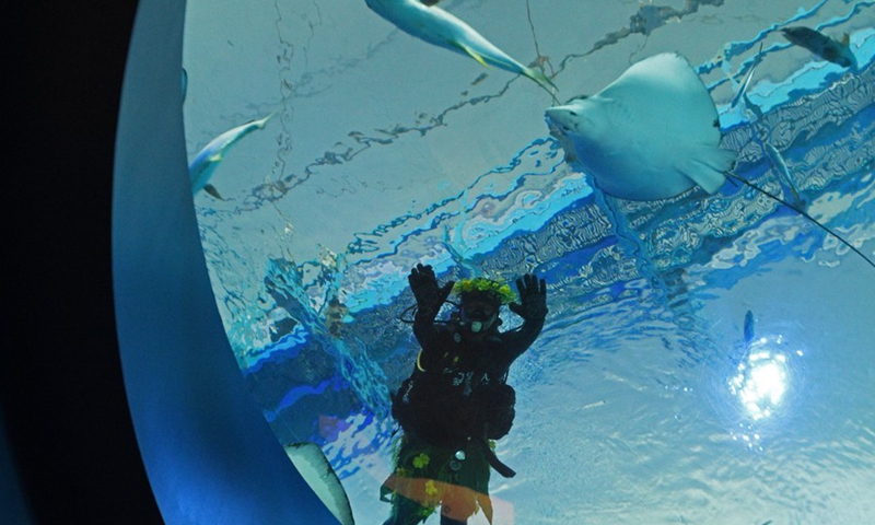 An aquarist dressed as a tiki warrior waves as he feeds the marine animals at the S.E.A. Aquarium in Singapore on March 11, 2021.(Photo:Xinhua) 