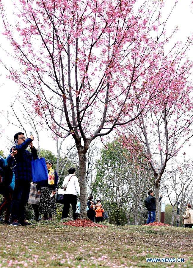 2021 Shanghai Cherry Blossom Festival kicks off Global Times