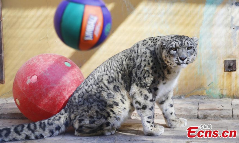 A snow leopard looks at a new toy at the Qinghai-Tibet Plateau Wild Zoo in Xining, northwest China's Qinghai Province, March 11, 2021. Staffs in the Qinghai-Tibet Plateau Wild Zoo provided new toy balls and seesaws for snow leopards and manuls on Thursday.   Photo:China News Service