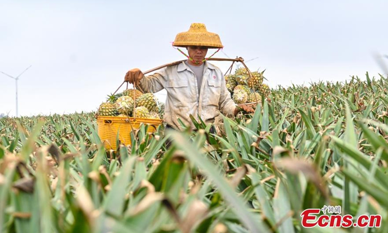 2021年3月11日，中国广东省湛江市徐闻县，员工们采摘菠萝。照片：中国新闻社