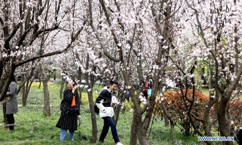 Tourists view cherry blossoms at the Gucun Park in Shanghai, east China, March 12, 2021. The 2021 Shanghai Cherry Blossom Festival kicked off here on Friday. More than 14,000 cherry trees of 110 varieties are in bloom. Photo: Xinhua