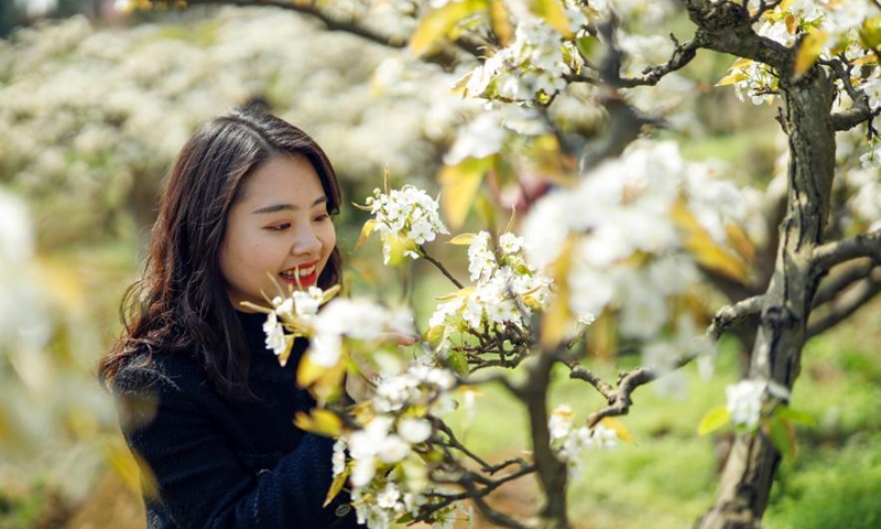 Pear blossoms in Yubei District, Chongqing - Global Times