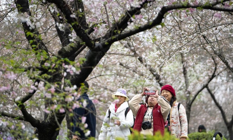 Tourists view blooming cherry blossoms at the Moshan scenic spot by the East Lake in Wuhan, central China's Hubei Province, March 11, 2021.  Photo:Xinhua