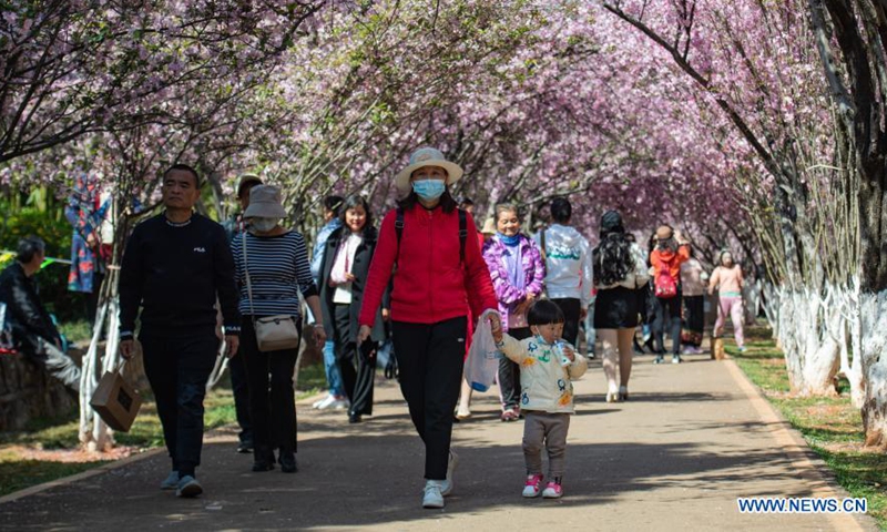 Visitors view cherry blossoms at Yuantong Mountain park in Kunming, southwest China's Yunnan Province, March 11, 2021.(Photo:Xinhua) 