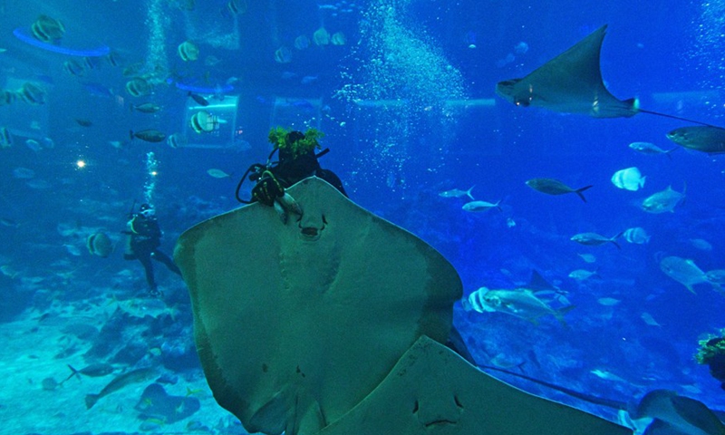 An aquarist dressed as a tiki warrior feeds the marine animals at the S.E.A. Aquarium in Singapore on March 11, 2021.(Photo:Xinhua) 