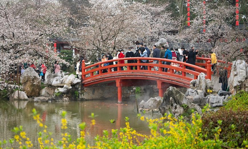Tourists view blooming cherry blossoms at the Moshan scenic spot by the East Lake in Wuhan, central China's Hubei Province, March 11, 2021.  Photo:Xinhua