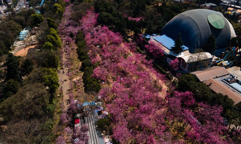 Aerial photo taken on March 11, 2021 shows cherry blossoms at Yuantong Mountain park in Kunming, southwest China's Yunnan Province.(Photo:Xinhua) 