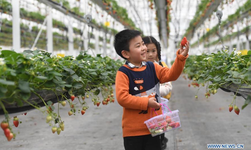 Children pick strawberries in Lishui District of Nanjing, east China's Jiangsu Province, March 13, 2021.Photo:Xinhua