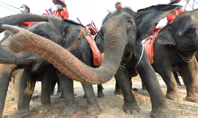 Mahouts and elephants attend the National Elephant Day celebration in Ayutthaya, Thailand, March 13, 2021. Various activities are held during the celebration to raise public awareness of the conservation of elephants and their habitats.(Photo: Xinhua)