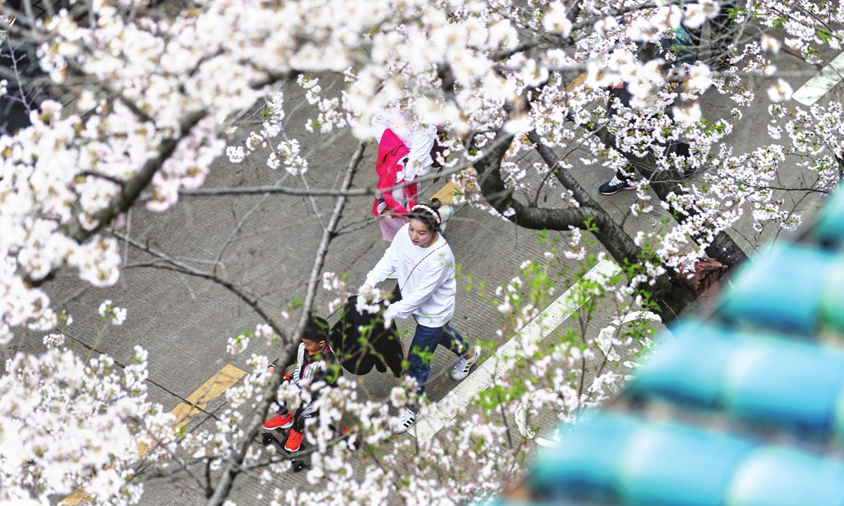 A young medical worker takes her child to enjoy the beautiful scenery under the blooming cherry trees at Wuhan University on Saturday. Photo: Cui Meng/GT
