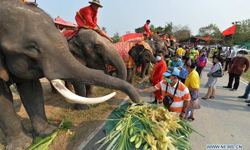 People feed elephants at the National Elephant Day celebration in Ayutthaya, Thailand, March 13, 2021. Various activities are held during the celebration to raise public awareness of the conservation of elephants and their habitats.(Photo: Xinhua)