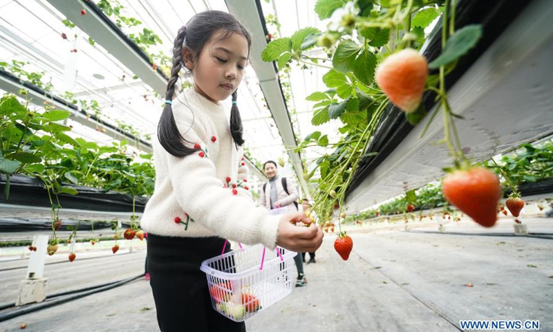 A child picks strawberries in Lishui District of Nanjing, east China's Jiangsu Province, March 13, 2021.Photo:Xinhua