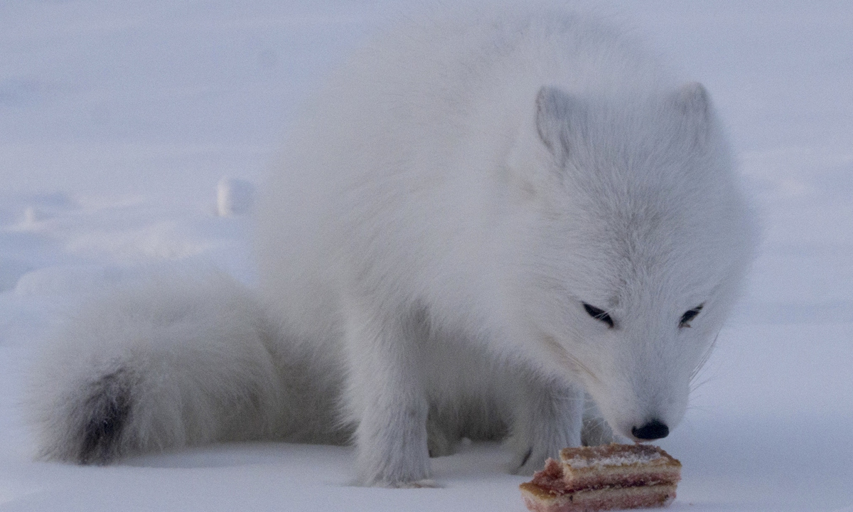 An arctic fox also known as polar and white fox of Vorkuta eats a piece of cake thrown by passengers of Khorota railway station as wild animals suffer from hunger due to extreme weather condition in Vorkuta, Komi Repbulic, Russia on March 8. Photo: VCG
