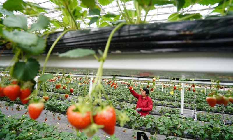 A farmer picks strawberries in Lishui District of Nanjing, east China's Jiangsu Province, March 13, 2021.Photo:Xinhua