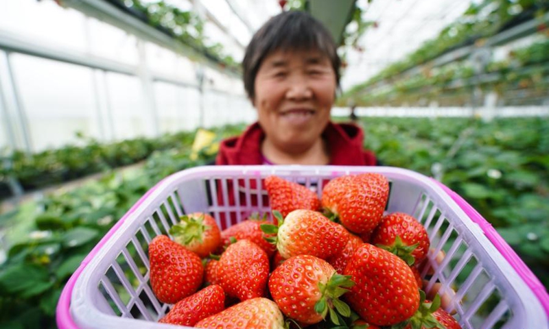 Farmers pick strawberries in Lishui District of Nanjing, east China's Jiangsu Province, March 13, 2021.Photo:Xinhua