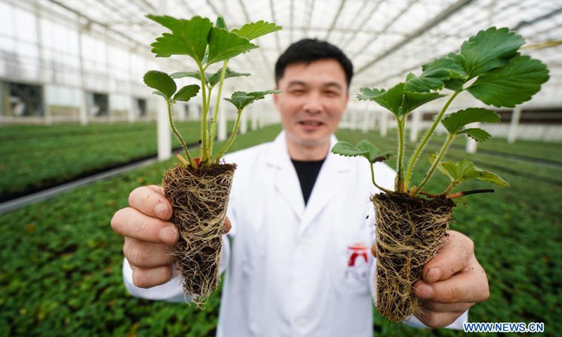 A worker displays cultivated seedlings of strawberry crops in Lishui District of Nanjing, east China's Jiangsu Province, March 13, 2021.Photo:Xinhua