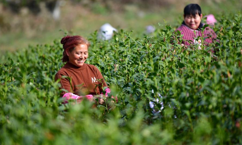 Villagers pick tea leaves at a tea garden in Majiashan Village, Bikou Township, Wenxian County, Longnan City, northwest China's Gansu Province, March 14, 2021. Local farmers are busy picking tea leaves as the weather is getting warmer.Photo:Xinhua