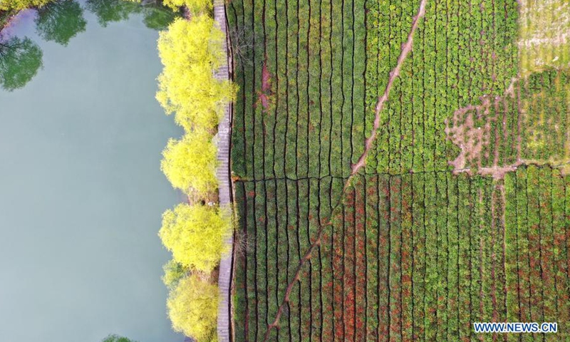 Aerial photo taken on March 14, 2021 shows a tea garden in Majiashan Village, Bikou Township, Wenxian County, Longnan City, northwest China's Gansu Province. Local farmers are busy picking tea leaves as the weather is getting warmer. Photo:Xinhua
