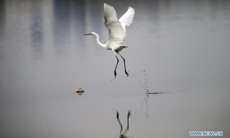 A white heron is seen at a lake in Ankara, Turkey, on March 14, 2021.(Photo: Xinhua)