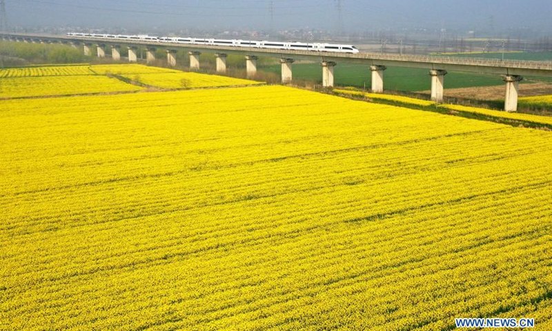 Aerial photo taken on March 14, 2021 shows a bullet train running on a railway bridge over the cole flower fields in Chaohu, east China's Anhui Province.(Photo: Xinhua)