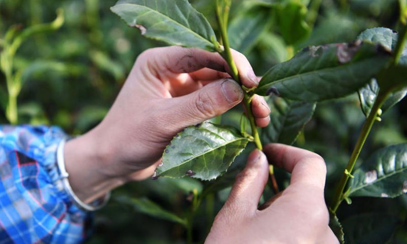 A villager picks tea leaves at a tea garden in Majiashan Village, Bikou Township, Wenxian County, Longnan City, northwest China's Gansu Province, March 14, 2021. Local farmers are busy picking tea leaves as the weather is getting warmer. Photo:Xinhua