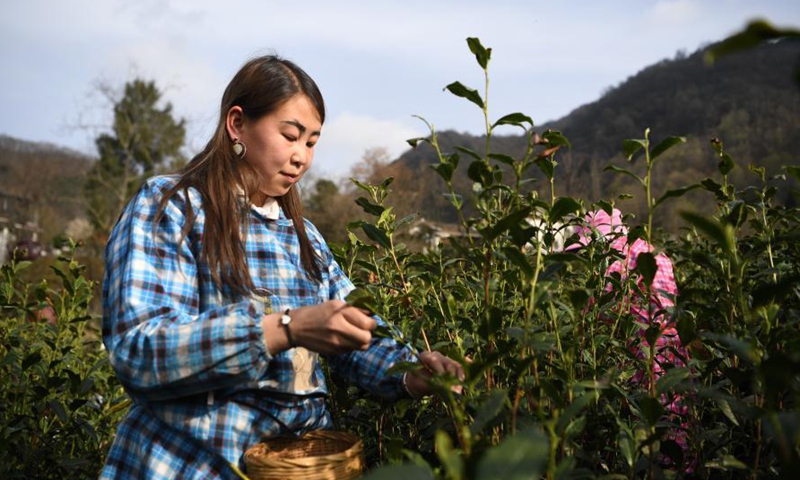 A villager picks tea leaves at a tea garden in Majiashan Village, Bikou Township, Wenxian County, Longnan City, northwest China's Gansu Province, March 14, 2021. Local farmers are busy picking tea leaves as the weather is getting warmer. Photo:Xinhua