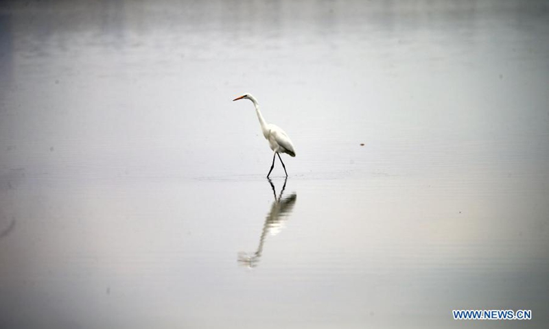A white heron is seen at a lake in Ankara, Turkey, on March 14, 2021.(Photo: Xinhua)