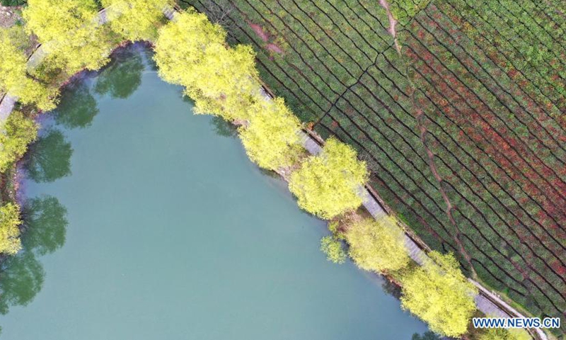 Aerial photo taken on March 14, 2021 shows a tea garden in Majiashan Village, Bikou Township, Wenxian County, Longnan City, northwest China's Gansu Province. Local farmers are busy picking tea leaves as the weather is getting warmer.Photo:Xinhua