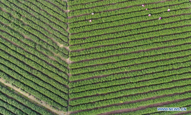 Aerial photo taken on March 14, 2021 shows farmers picking tea leaves a tea garden in Majiashan Village, Bikou Township, Wenxian County, Longnan City, northwest China's Gansu Province. Local farmers are busy picking tea leaves as the weather is getting warmer.Photo:Xinhua