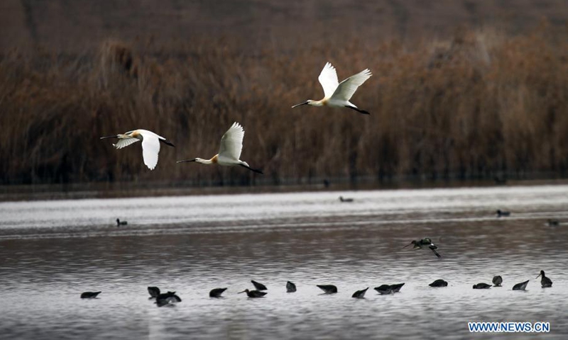 Migratory birds are seen at a lake in Ankara, Turkey, on March 14, 2021.(Photo: Xinhua)
