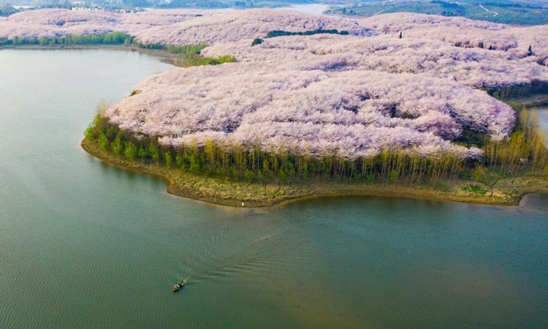 Aerial photo taken on March 15, 2021 shows the scenery of cherry blossoms in Gui'an New District, southwest China's Guizhou Province.(Photo: Xinhua)
