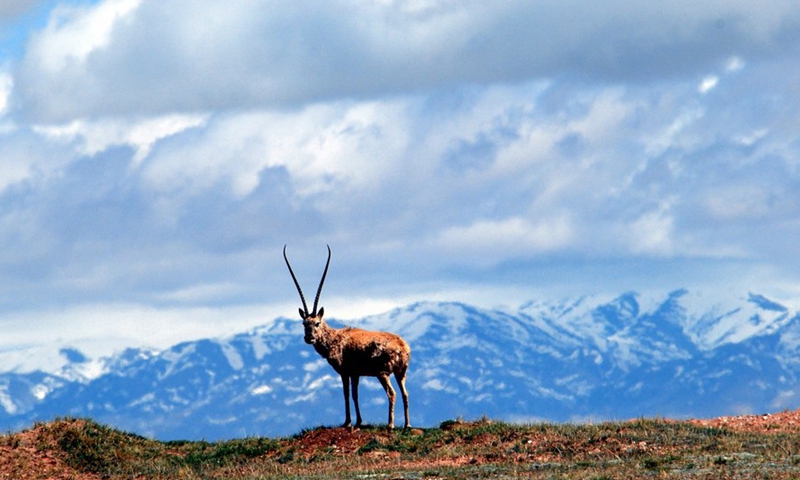 A Tibetan antelope in Hol Xil National Nature Reserve in northwest China's Qinghai Province.Photo:Xinhua
