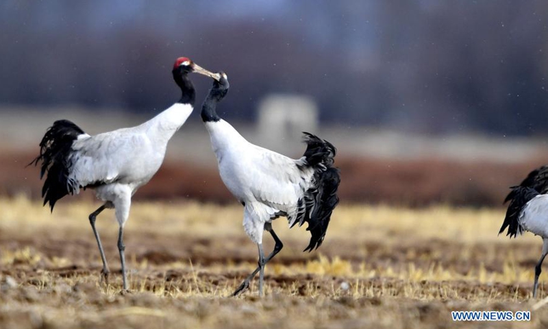 Photo taken on March 14, 2021 shows black-necked cranes at the national nature reserve for black-necked cranes in Linzhou County of Lhasa, capital of southwest China's Tibet Autonomous Region. About 1,700 black-necked cranes arrive at the national nature reserve for black-necked cranes to spend the winter time every year.(Photo: Xinhua)