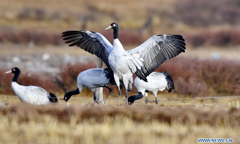 Photo taken on March 14, 2021 shows black-necked cranes flying at the national nature reserve for black-necked cranes in Linzhou County of Lhasa, capital of southwest China's Tibet Autonomous Region. About 1,700 black-necked cranes arrive at the national nature reserve for black-necked cranes to spend the winter time every year.(Photo: Xinhua)