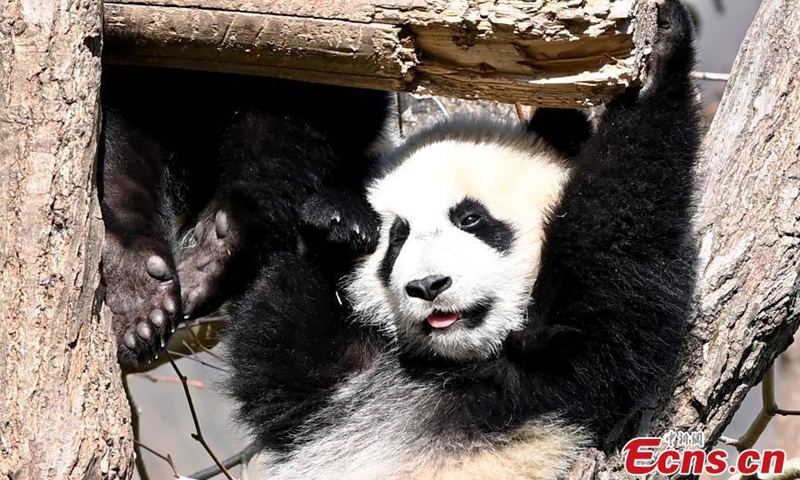 A giant panda cub played at the Shenshuping base of the China Conservation and Research Center for Giant Pandas in Wolong, Southwest China's Sichuan Province, March 15, 2021.Photo:China News Service