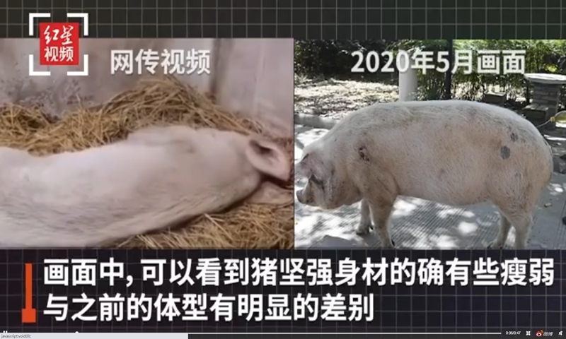 A 14-year-old pig that became famous after surviving the devastating 2008 Sichuan earthquake was recently found to be emaciated and barely mobile, while the pig's breeder said, 
