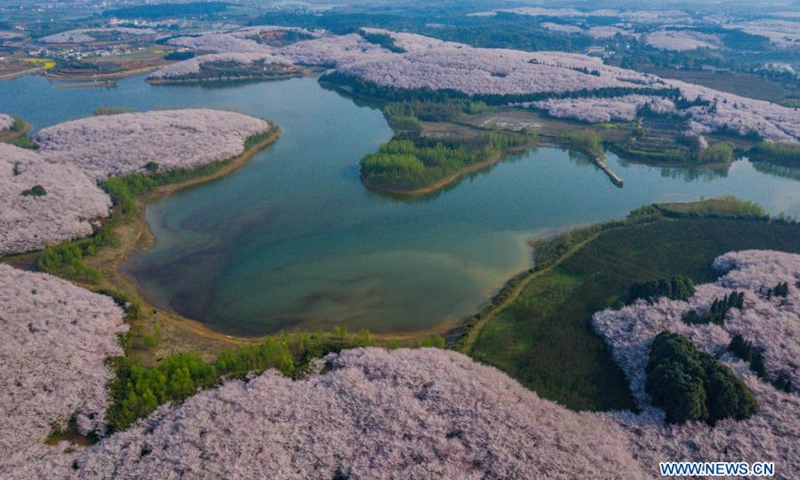 Aerial photo taken on March 15, 2021 shows the scenery of cherry blossoms in Gui'an New District, southwest China's Guizhou Province.(Photo: Xinhua)