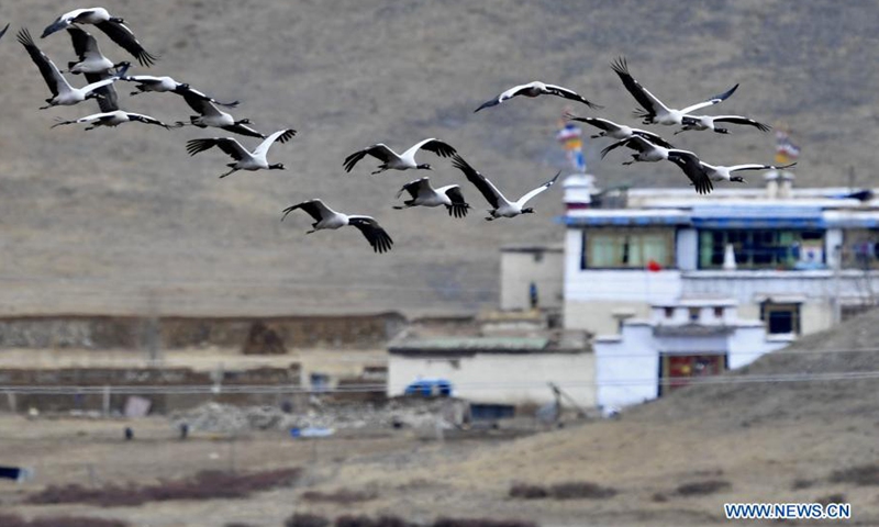 Photo taken on March 14, 2021 shows black-necked cranes flying at the national nature reserve for black-necked cranes in Linzhou County of Lhasa, capital of southwest China's Tibet Autonomous Region. About 1,700 black-necked cranes arrive at the national nature reserve for black-necked cranes to spend the winter time every year.(Photo: Xinhua)
