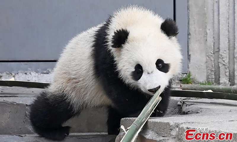 A giant panda cub played at the Shenshuping base of the China Conservation and Research Center for Giant Pandas in Wolong, Southwest China's Sichuan Province, March 15, 2021.Photo:China News Service