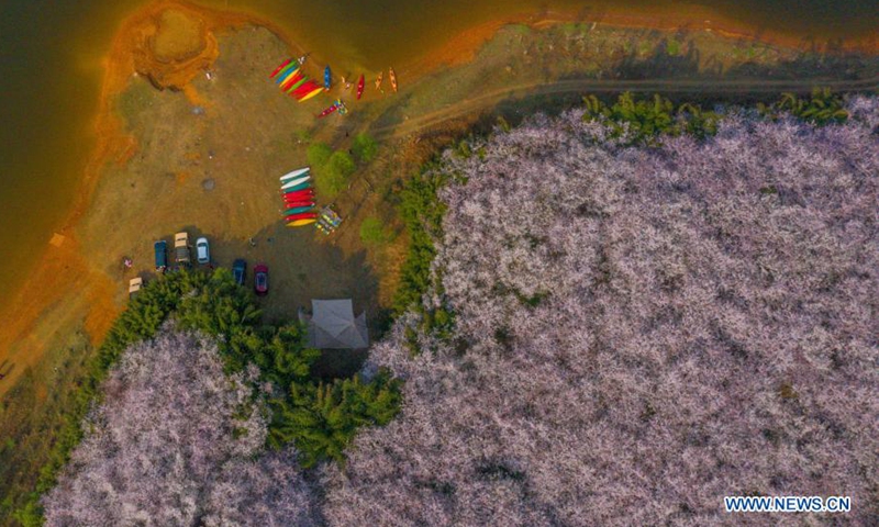 Aerial photo taken on March 15, 2021 shows the scenery of cherry blossoms in Gui'an New District, southwest China's Guizhou Province.(Photo: Xinhua)